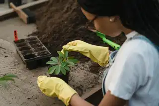 Олена